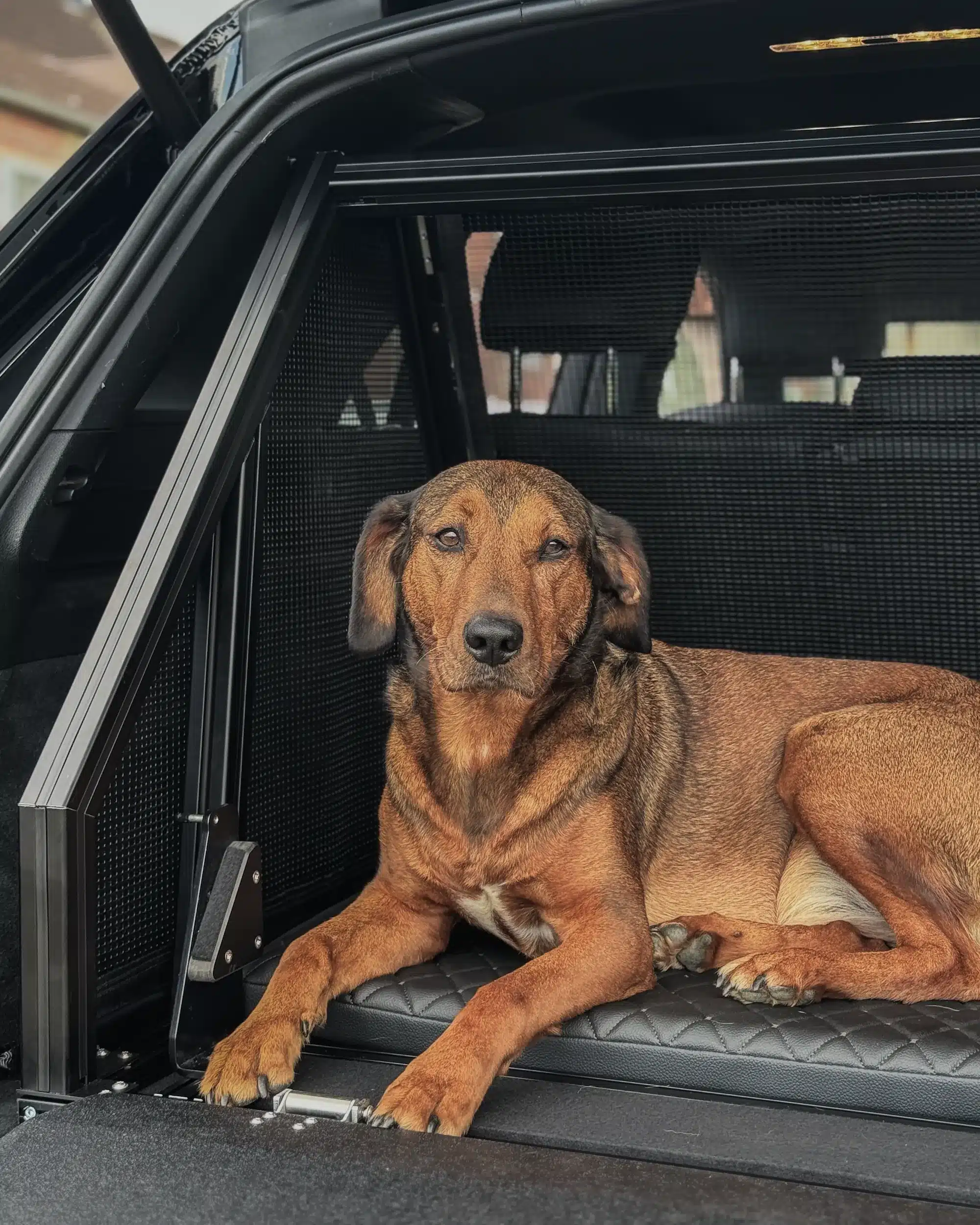 Hundebox-System von Dog and Drive