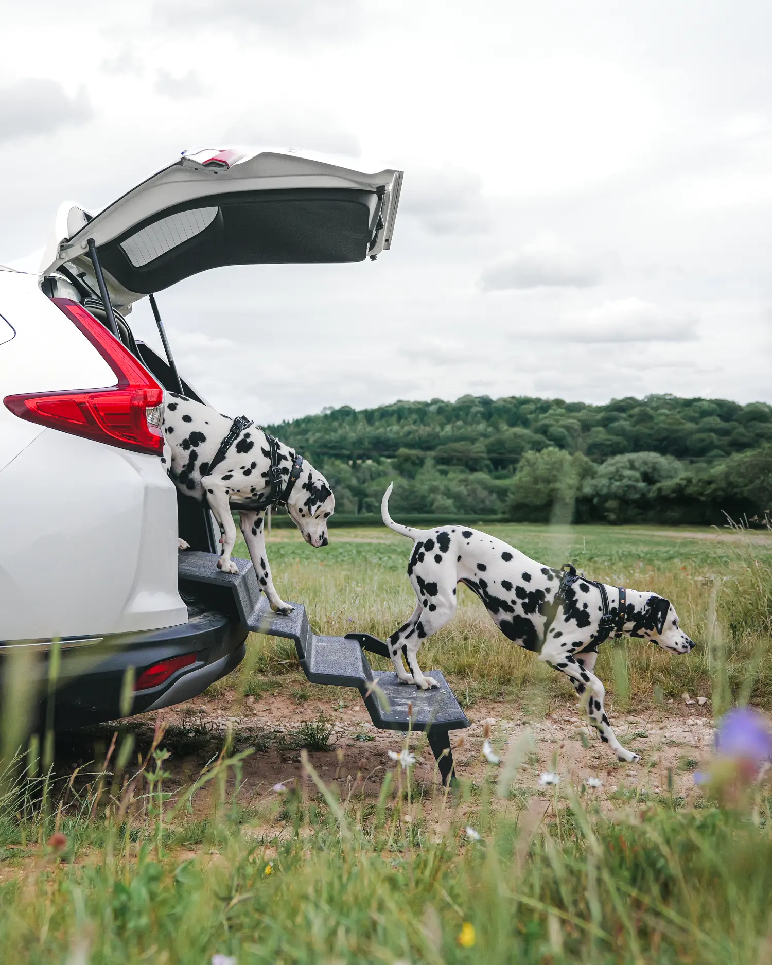 Gelenkschutz für Hunde mit Dog and Drive